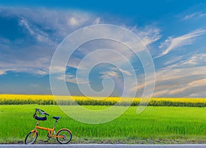 green paddy rice field, Sunn hemp, Indian hemp, yellow plant field with the bicycle, the beautiful sky and cloud