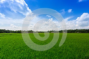 Green paddy rice field under the blue sky