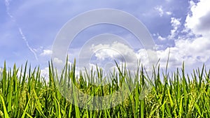 Green paddy rice field