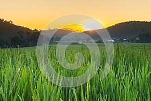 Green paddy rice fields of agriculture