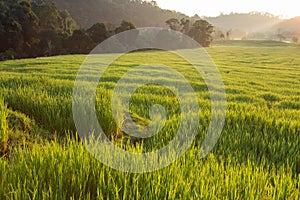 Green paddy rice fields of agriculture