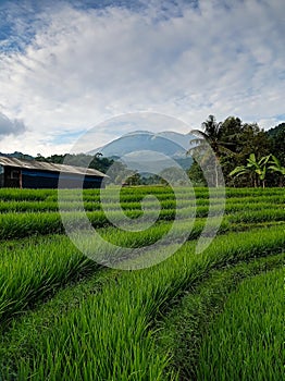 Green paddy's field terrace at Bantar agung Majalengka West Kava