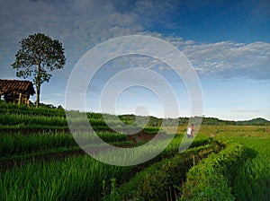 Green paddys field at terasering Bantaragung majalengka with blue sky