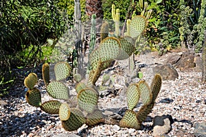 Green pads on a prickly pear cactus. Opuntia, Indian fig opuntia, barbary fig, ficus-indica, cactus pear and spineless cactus in