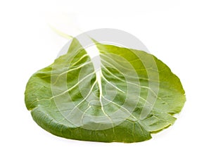 Green pak choi (Brassica rapa) leaf with veins photo