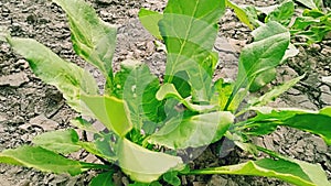 A Green Palak plant in the field