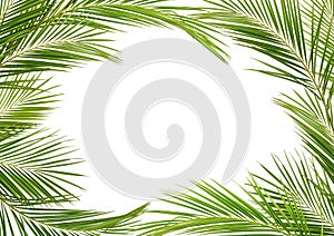 Green palm branches in a frame