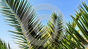 Green palm branches in the summer sun.