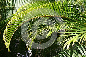 Green Palm Branches in Sunlight