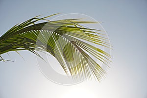 Green palm or coconut leaf on sky background.