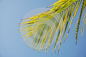 Green palm or coconut leaf on sky background.