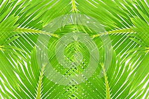 Green palm coconut tree leaves texture