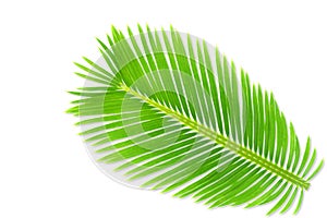 Green palm coconut tree leaves texture on white background with text copy space