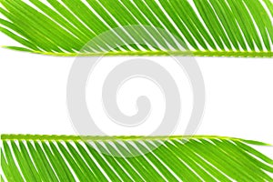 Green palm coconut tree leaves texture on white background with text copy space