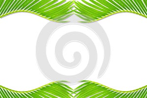 Green palm coconut tree leaves texture on white background with text copy space