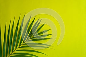 Green palm fond on yellow - tropical background