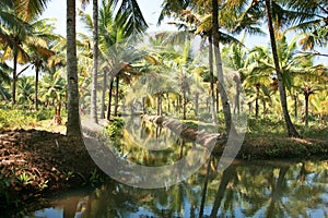 Green palm forest by a canal