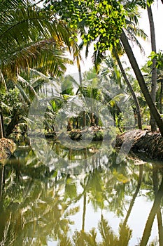 Green palm forest by a small canal