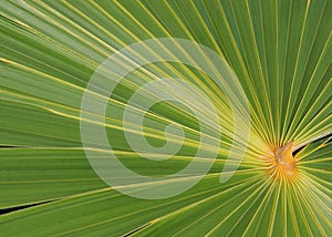 Green Palm Fronds