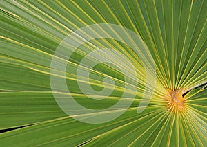 Green Palm Fronds photo