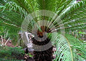 Dreen palm