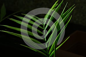 Green palm Howea leaf on black