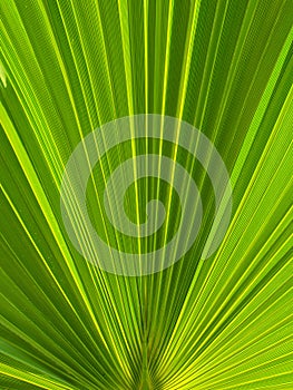 Green palm leaf