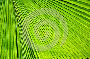 Green palm leaf