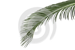 Green palm leaf
