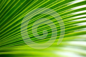 Green palm leaf