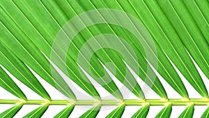 Green palm leaf aligning on white background