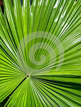 Green palm leaf as background, texture, close-up, top view, nature.