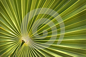 Green palm leaf background