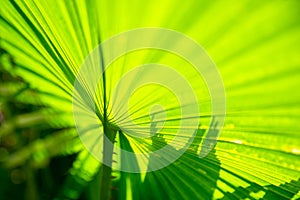 green palm leaf background