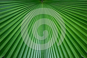 Green palm leaf for background