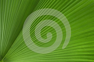 Green palm leaf for background