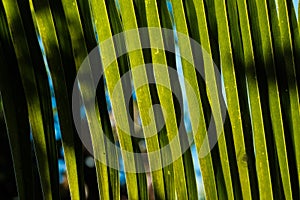 Green palm leaf background