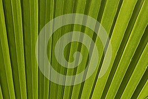 Green palm leaf for background