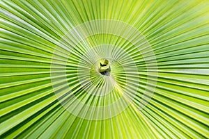 Green palm leaf background