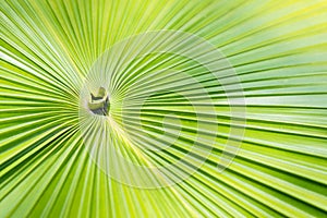 Green palm leaf background