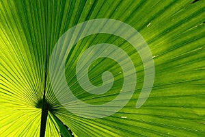 Green palm leaf background