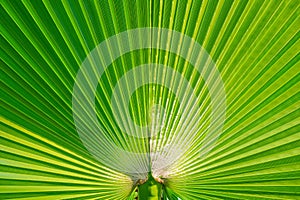 Green palm leaf background. Tropical trees theme