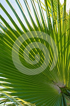 Green palm leaf background. Tropical trees theme