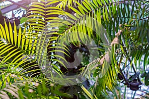 Green palm leaf in botanical garden