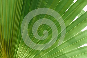 Green palm leaf brighten in sunlight