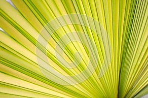 Green palm leaf close up