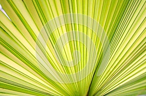 Green palm leaf close up