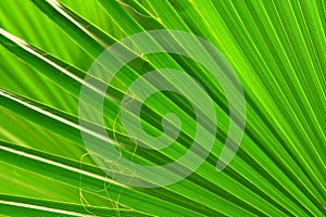 Green palm leaf close-up