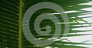 Green palm leaf, close up. Abstract texture background. Tropical leaf texture. Striped palm foliage greenery verdure