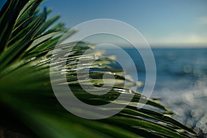 green palm leaf close up on background of the sea in the afternoon